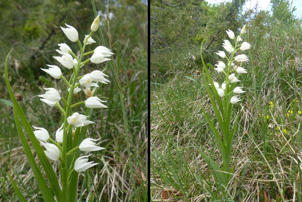 Cephalanthera? S, Cephalanthera longifolia